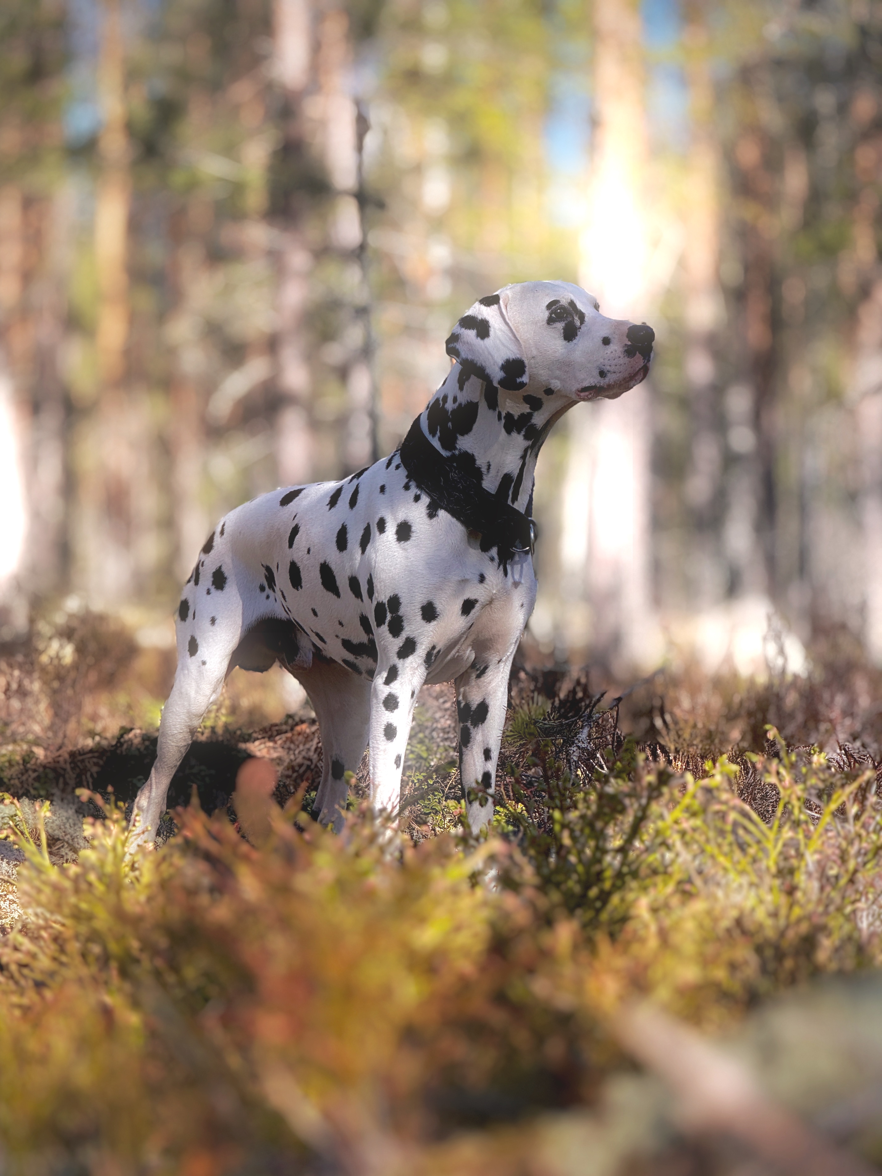 Dalmatiankoira metsässä