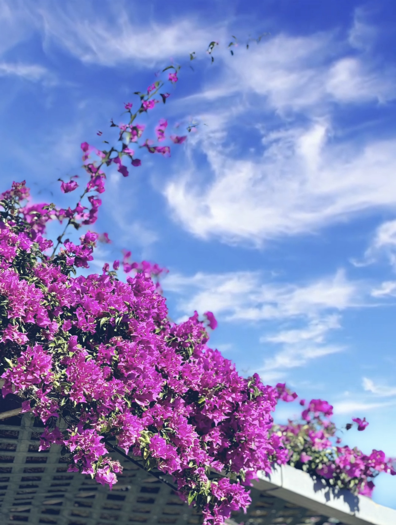 Bougainvillea sinistä taivasta vasten