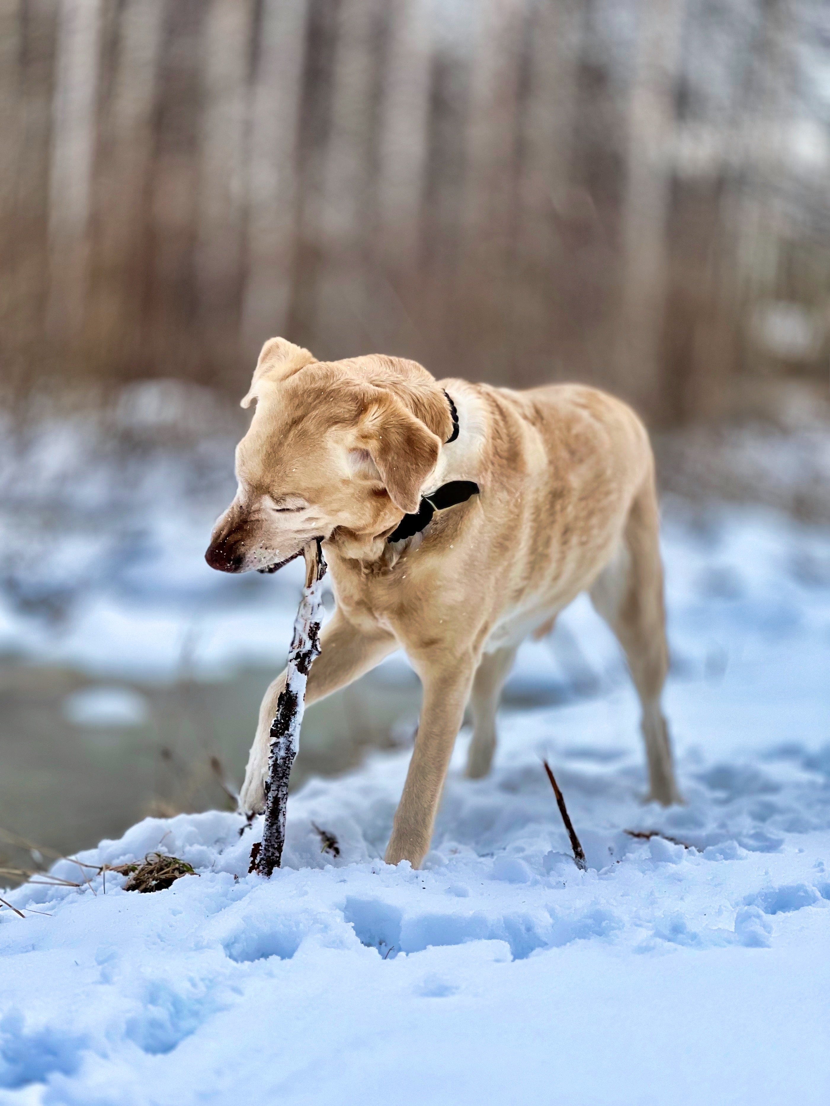 Labradorinnoutaja tikku suussa