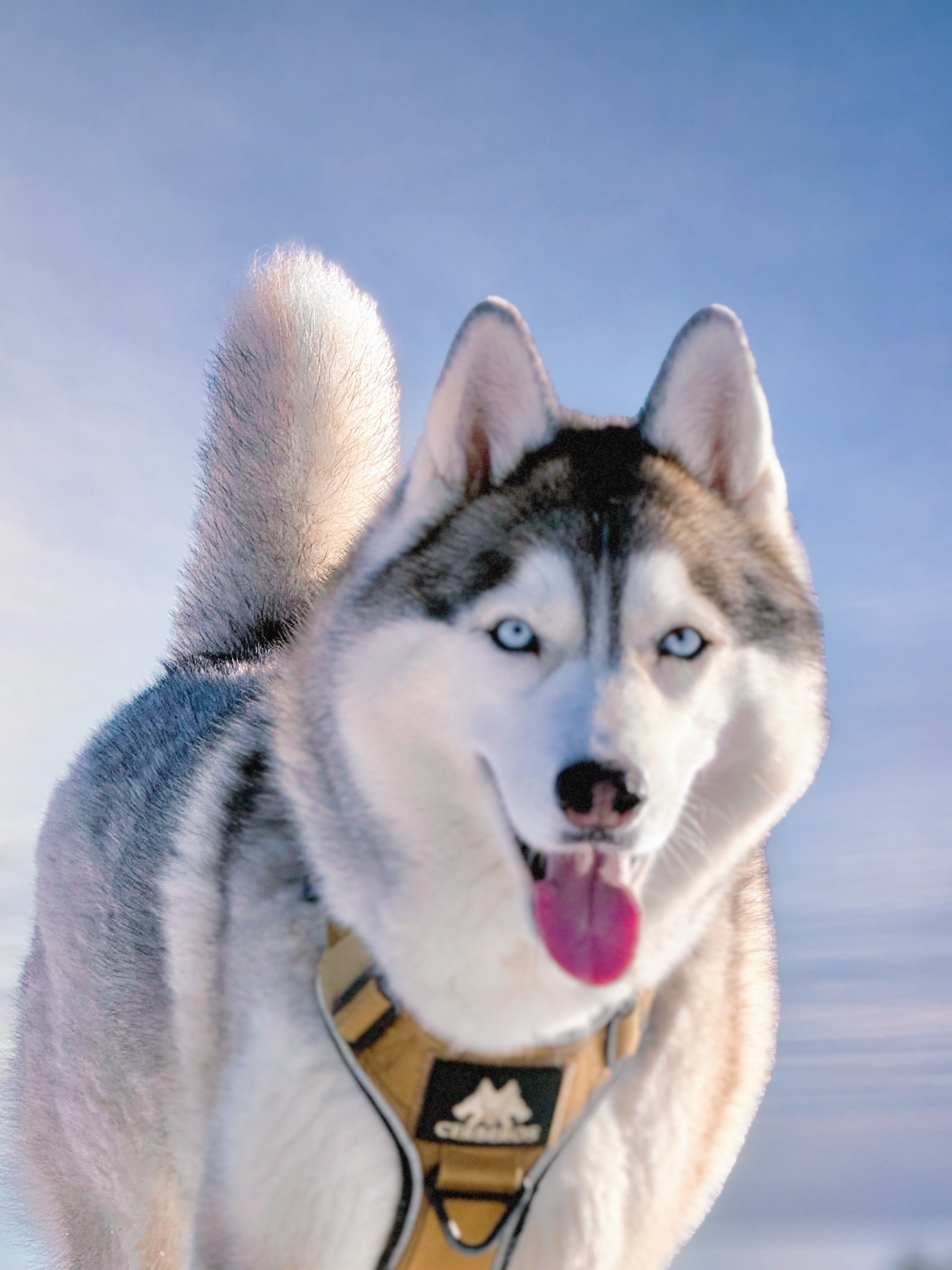 Husky muotokuva talvella