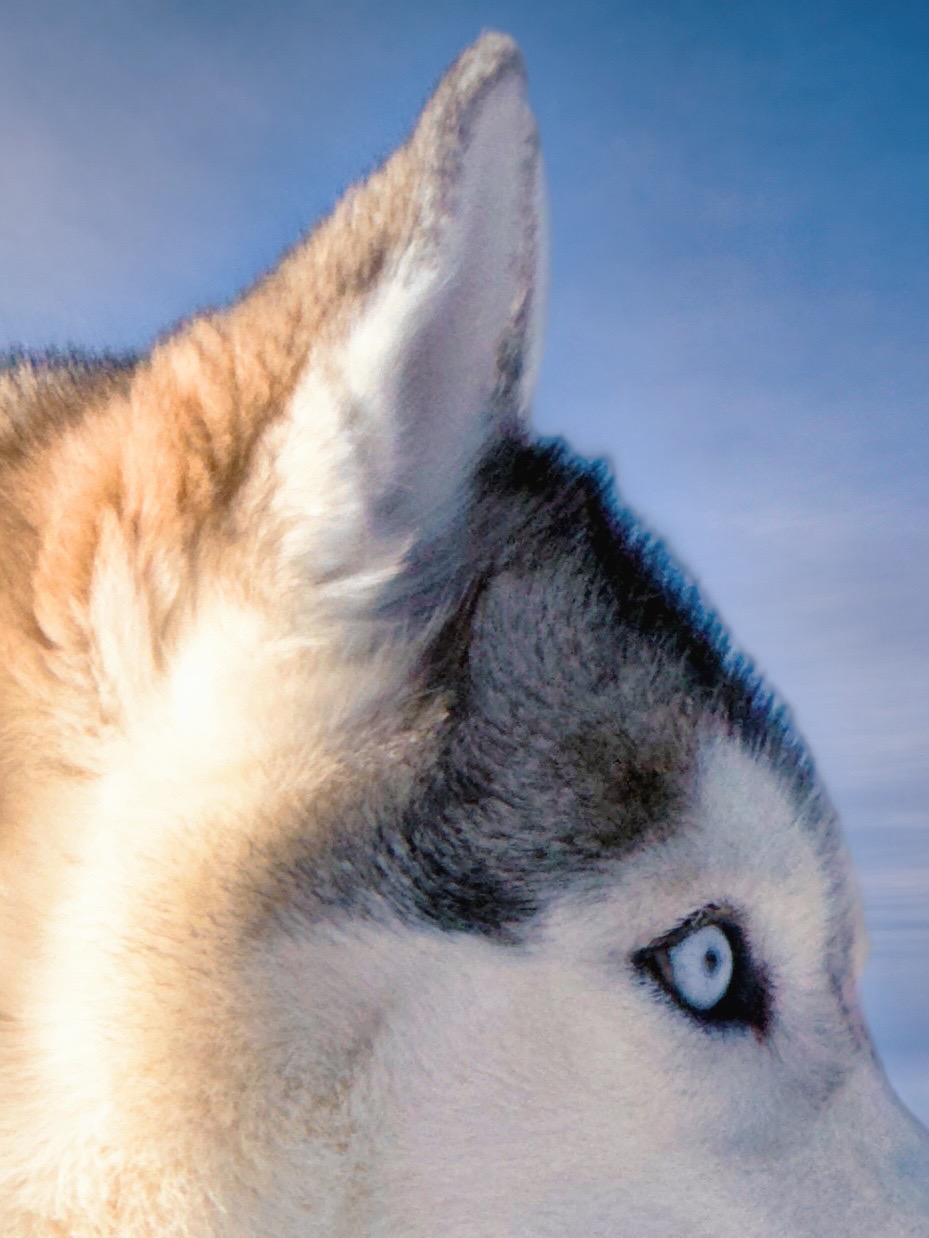 Huskyn lähikuva sinisillä silmillä